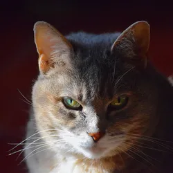 Kieł