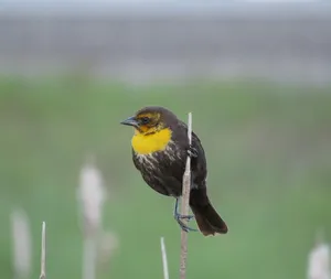11059162_1579498382309213_264536051021736519_n