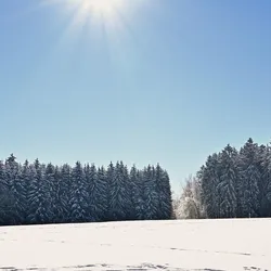 SNOWY w Domu Stałym