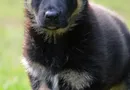 PAW